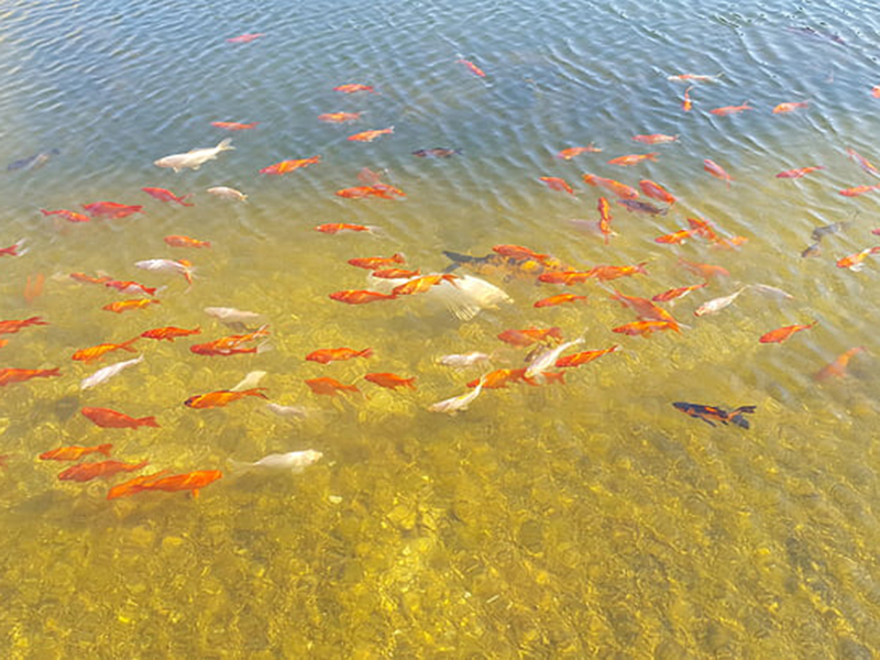 水质氨氮检测方法