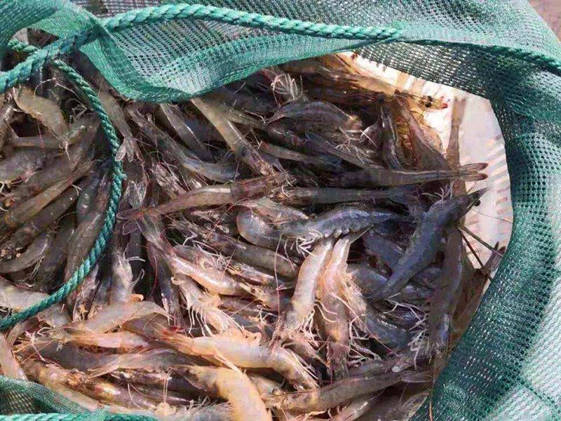 鱼虾塘氨氮的危害