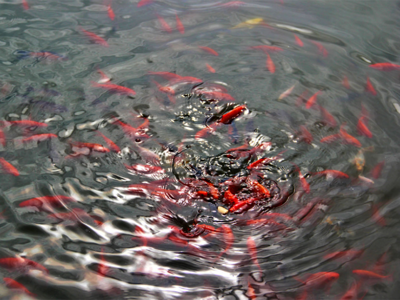 余氯