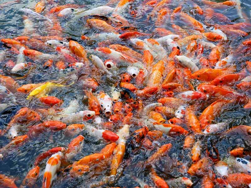 碱度与水产养殖的关系